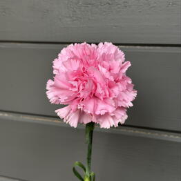 ArtFlower