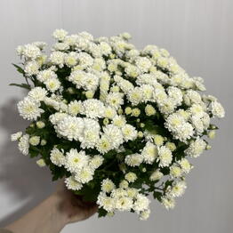 ROCOCO FLOWER