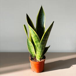 Musa Plants