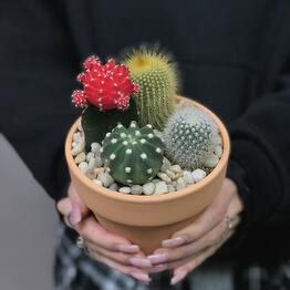 Margoplants Бауманская 
