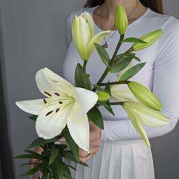 Prospekt Cvety 24