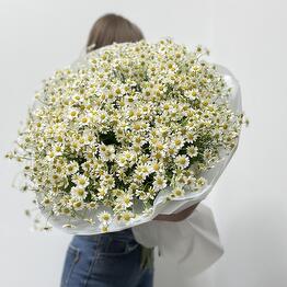 Austin flowers