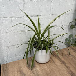 Plants of Tatiana Svetlakova