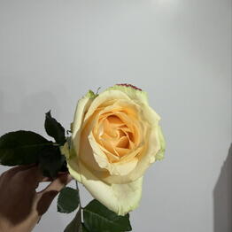 AGA_Flowers