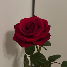 Amazing Flowers