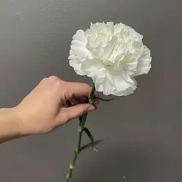 FloBar