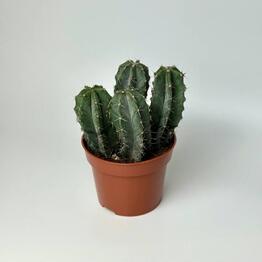 EVER GREEN