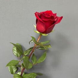 Romashka flowers