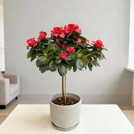 SUNFLOR