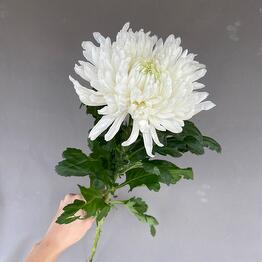Zelonaya ulitsa