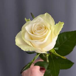 Lucas Flowers