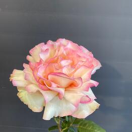ELEGIY  flowers