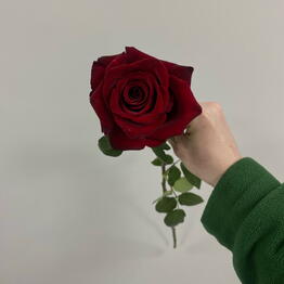 Цветы Флокс