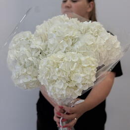 BLOOM ROOM OPT