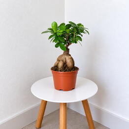 Pilea 
