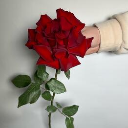 Mood flowers 
