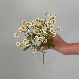 Флоренс