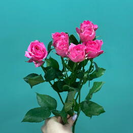 Gift Flower