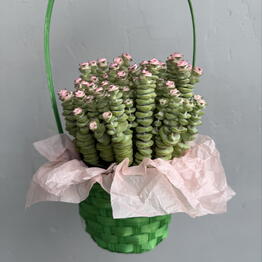  Success Flowers