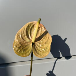 ELEGIY  flowers