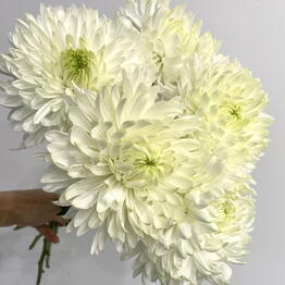 OK Flowers