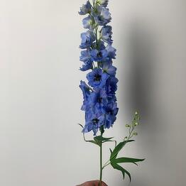 Fresh Bouquet