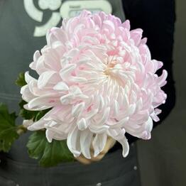 EVN garden