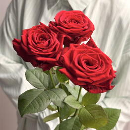 Money Roses