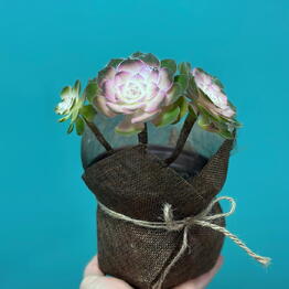 Gift Flower