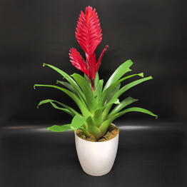 Succulenteria