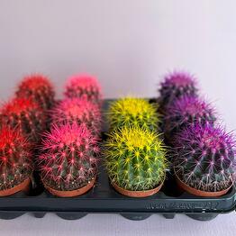 Cactus flowers