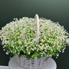 Корзина с Цветами Ромашки, 101 Ромашка в Корзине