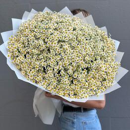 Bouquet of 101 daisies
