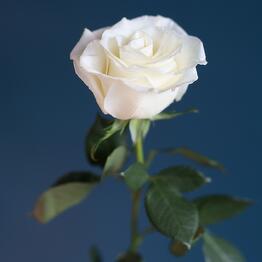 Lakshmi Rose