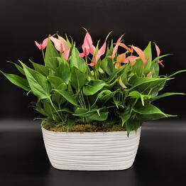 Succulenteria