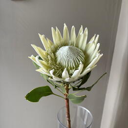DDflowers