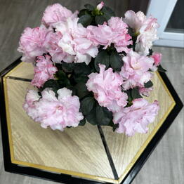 Almazova Flowers