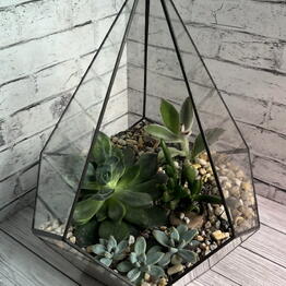 EDEM botanical studio