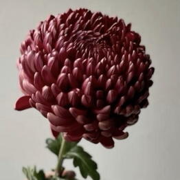 Fleurange 
