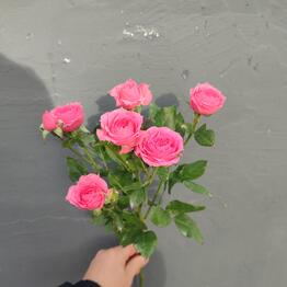 ROYAL ROSE🌹🌹🌹
