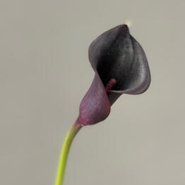 Nargiz_flora