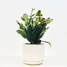 Pro Ficus