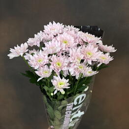 BBFlowers