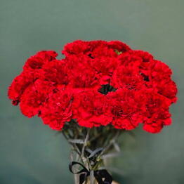 Soulful Flower