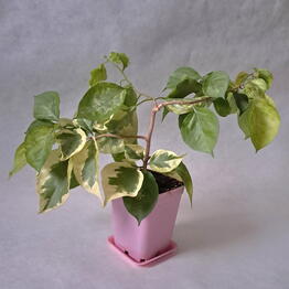 Allseason_flowers