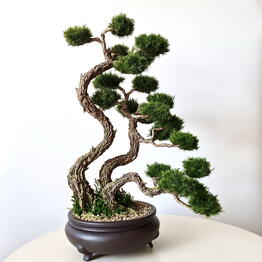 Nature Moss