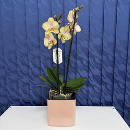 SUNFLOR