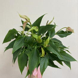 ЦВЕТЫ МАНЯТ flowers shop