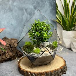 CRYSTAL FOREST