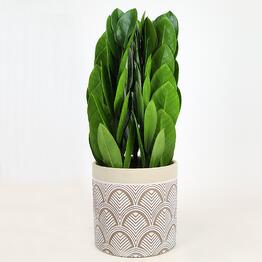FloraManiya